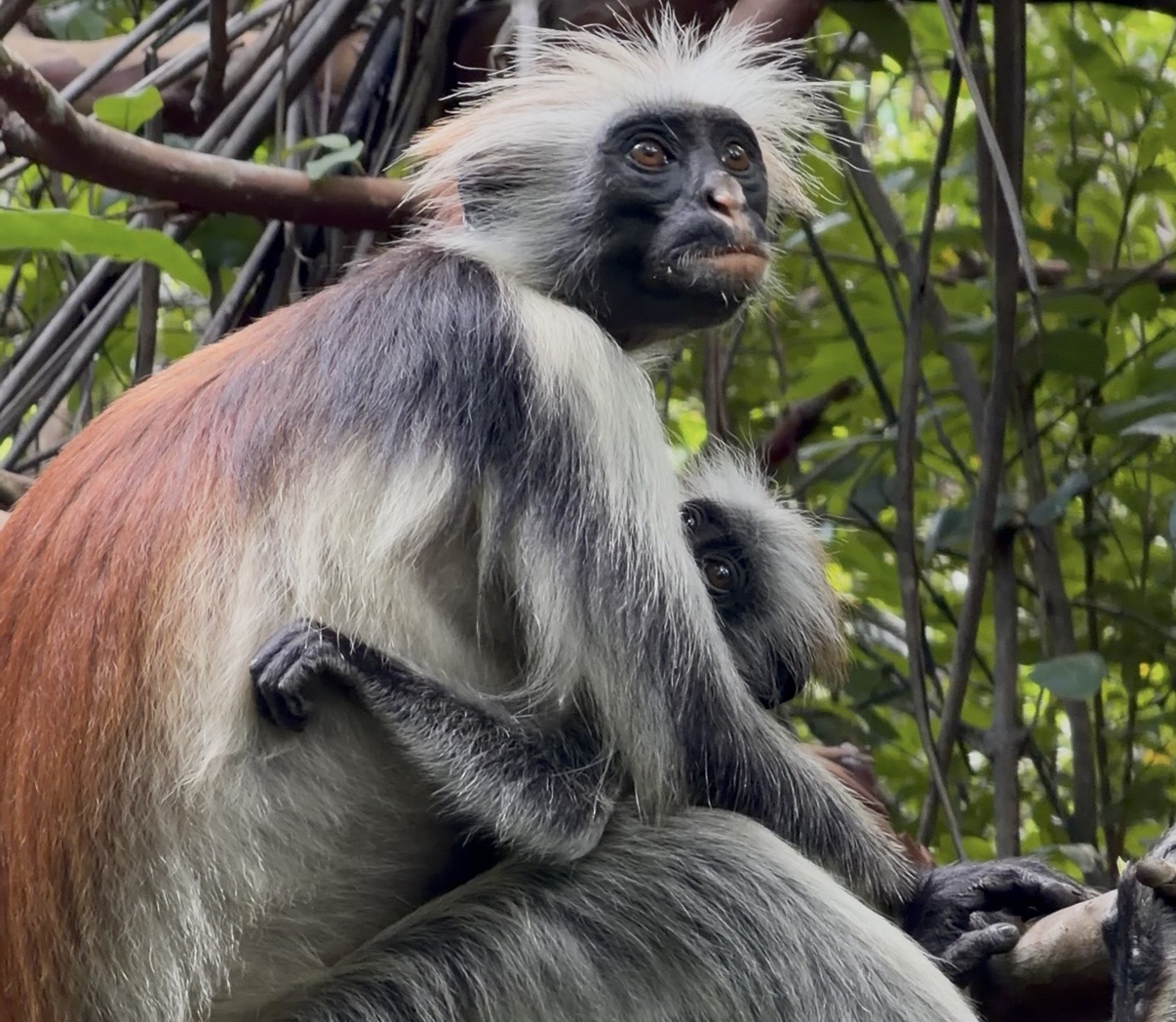 Forêt de Jozani — excursion à Zanzibar