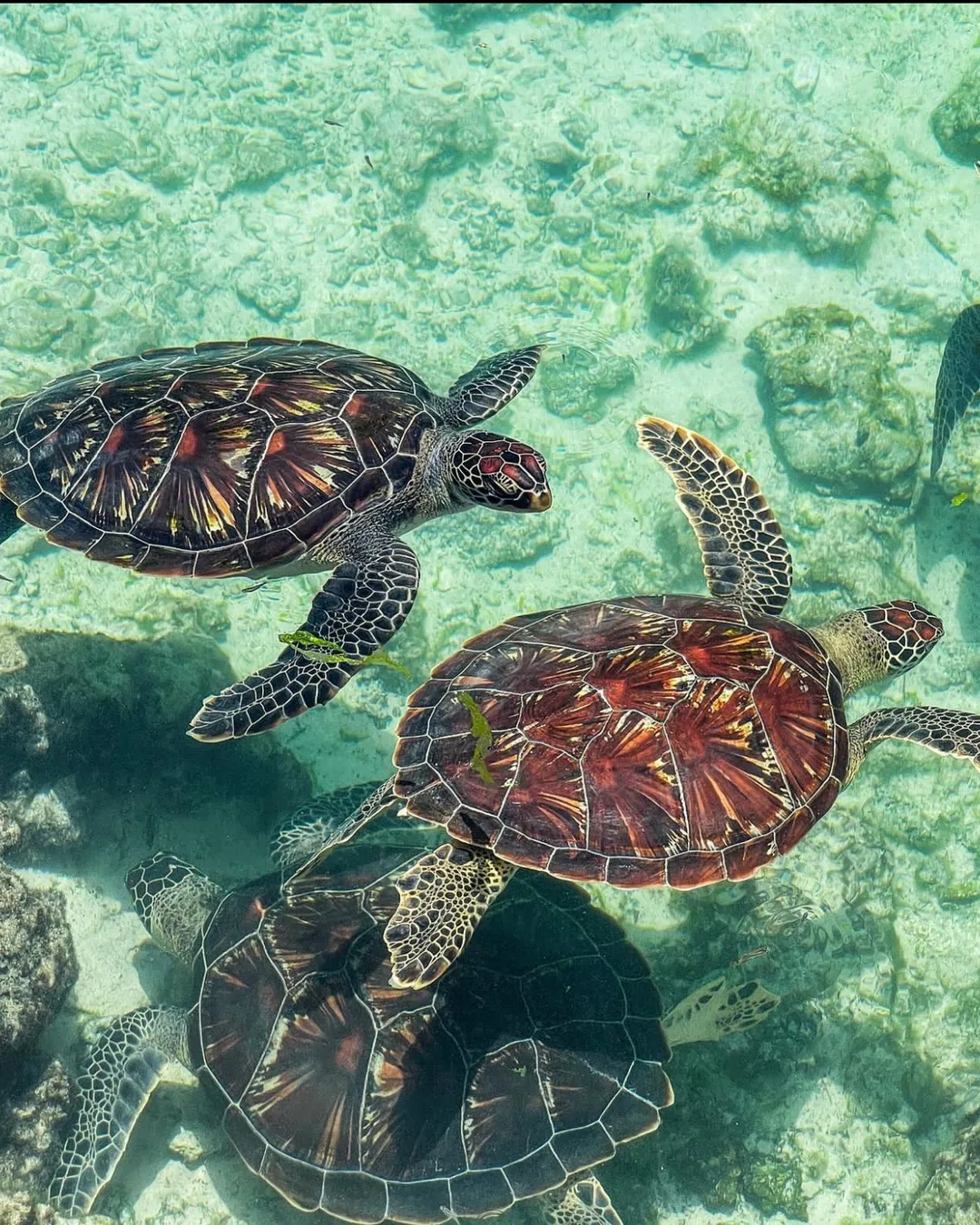 Turtle Aquarium — excursion à Zanzibar