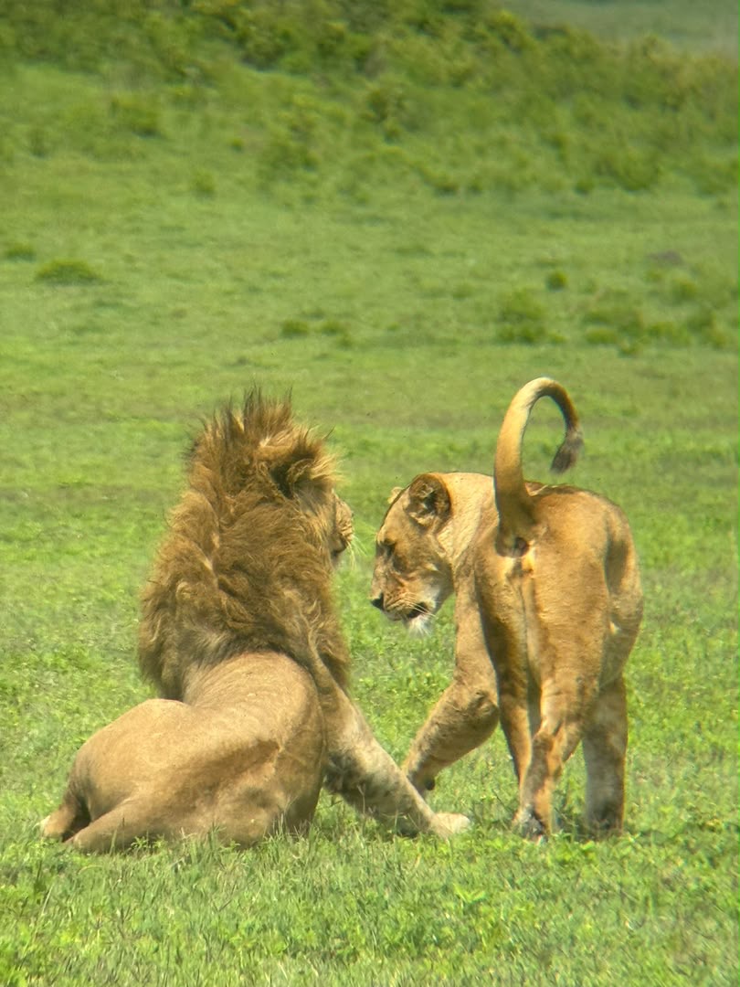 Lion rugissant lors d'un safari en Tanzanie