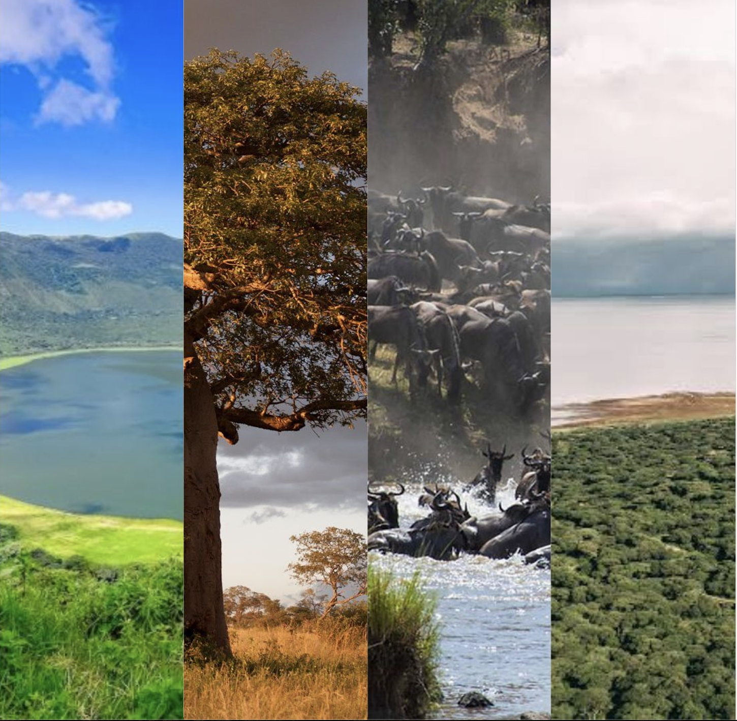 Manyara, Tarangire, Serengeti, Ngorongoro
